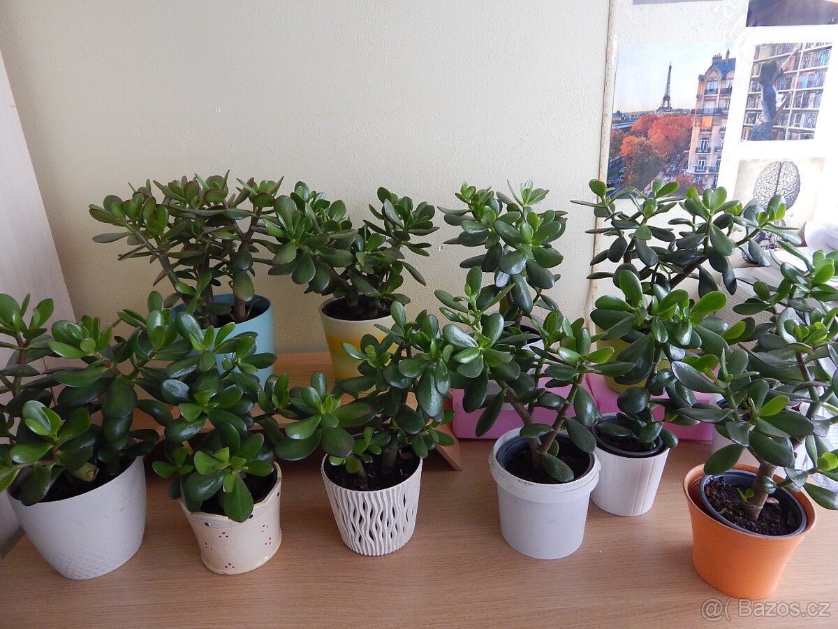 Tlustice pokojová rostlina (Crassula ovata)