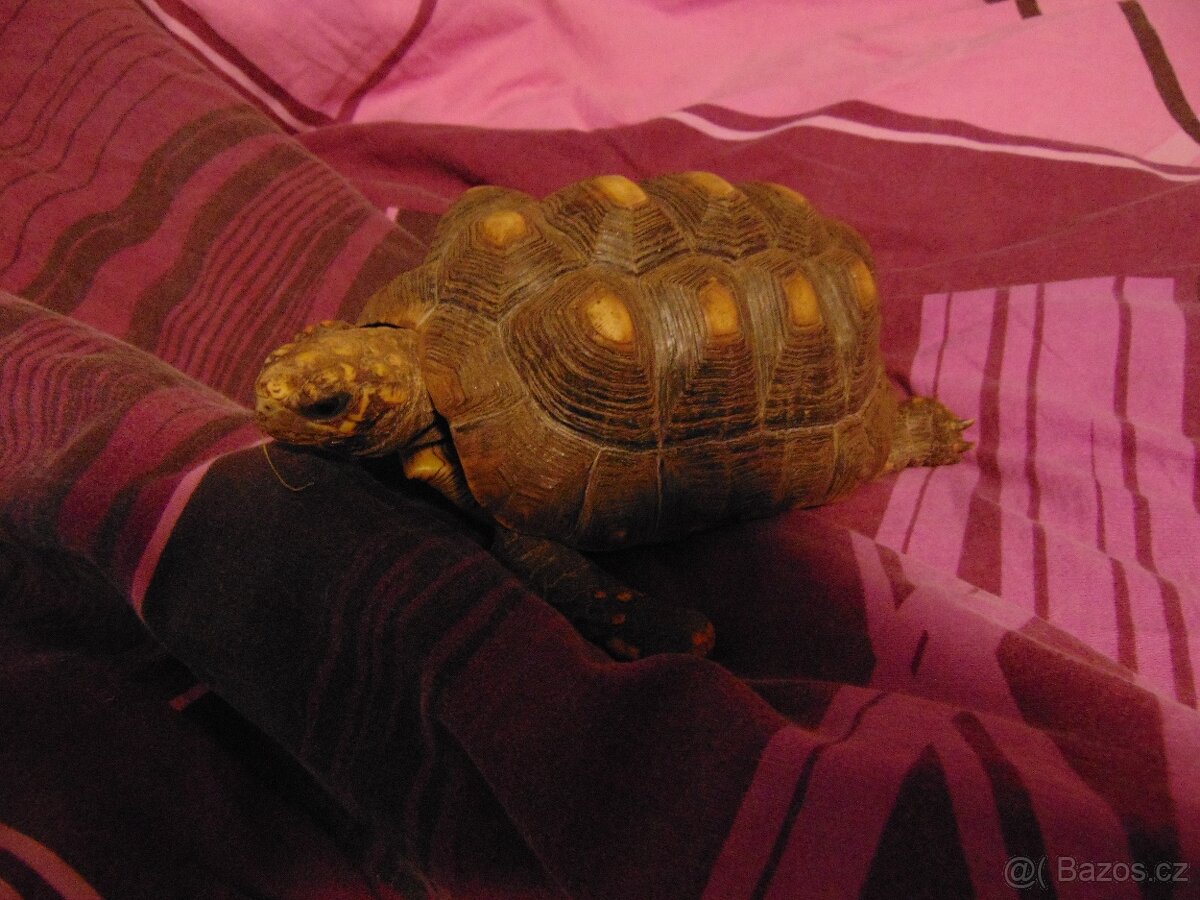 zelva uhlirska 16cm