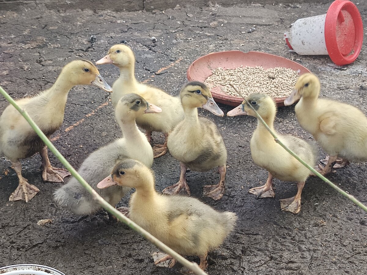 Káčata mixáčci ( pekingská x Saská)