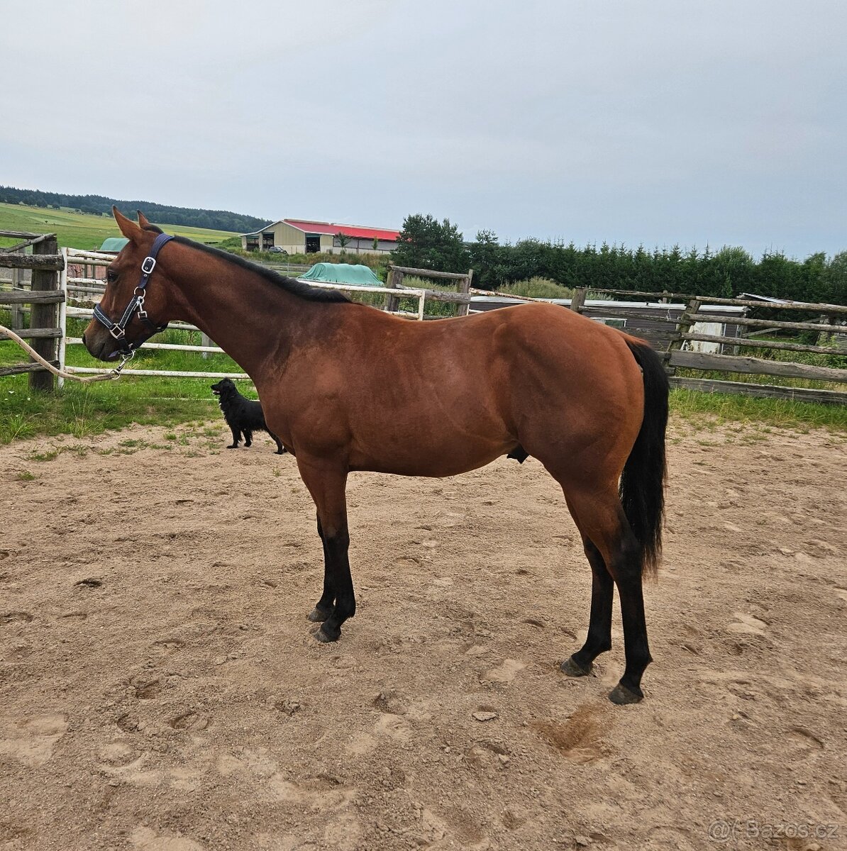 Roční hřebec Paint horse