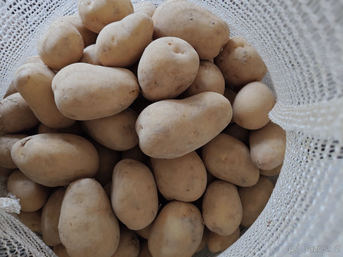 Brambory na uskladnění 10,- Kč/kg