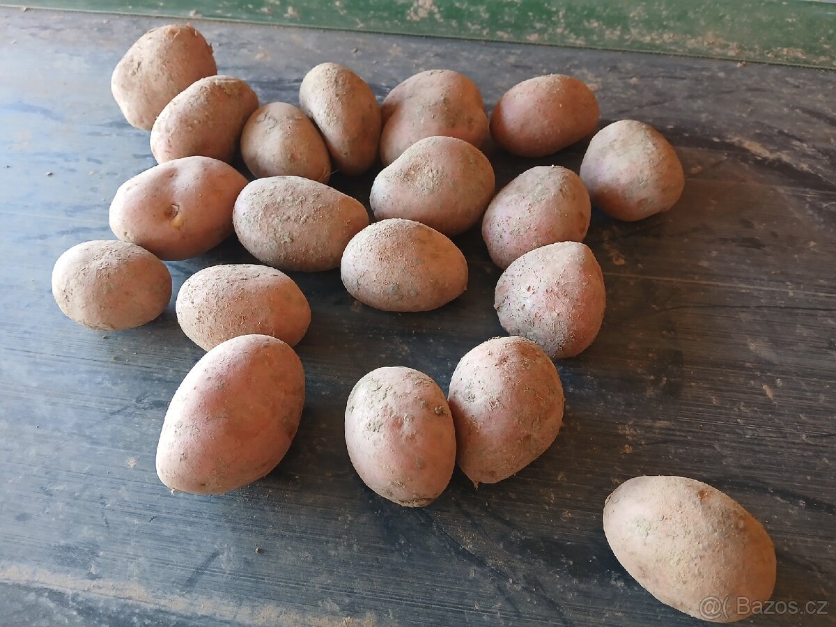 Brambory na uskladnění