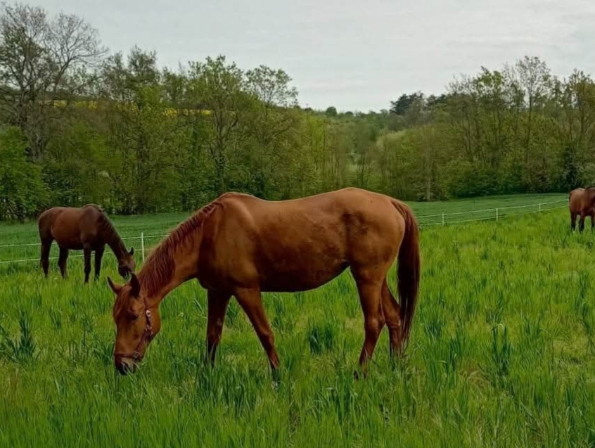 Prodám nebo pronajmu klisnu