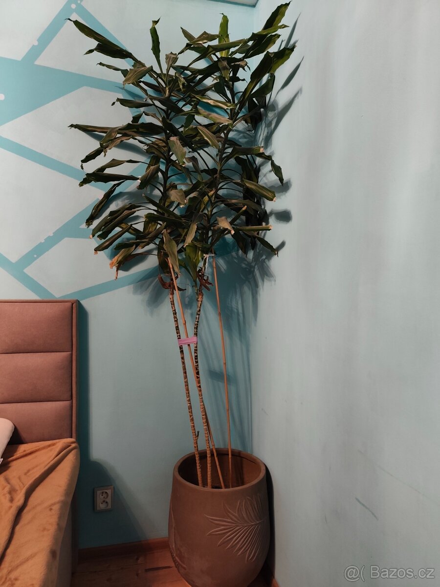 Juka dva stonky 250cm domácí rostlina