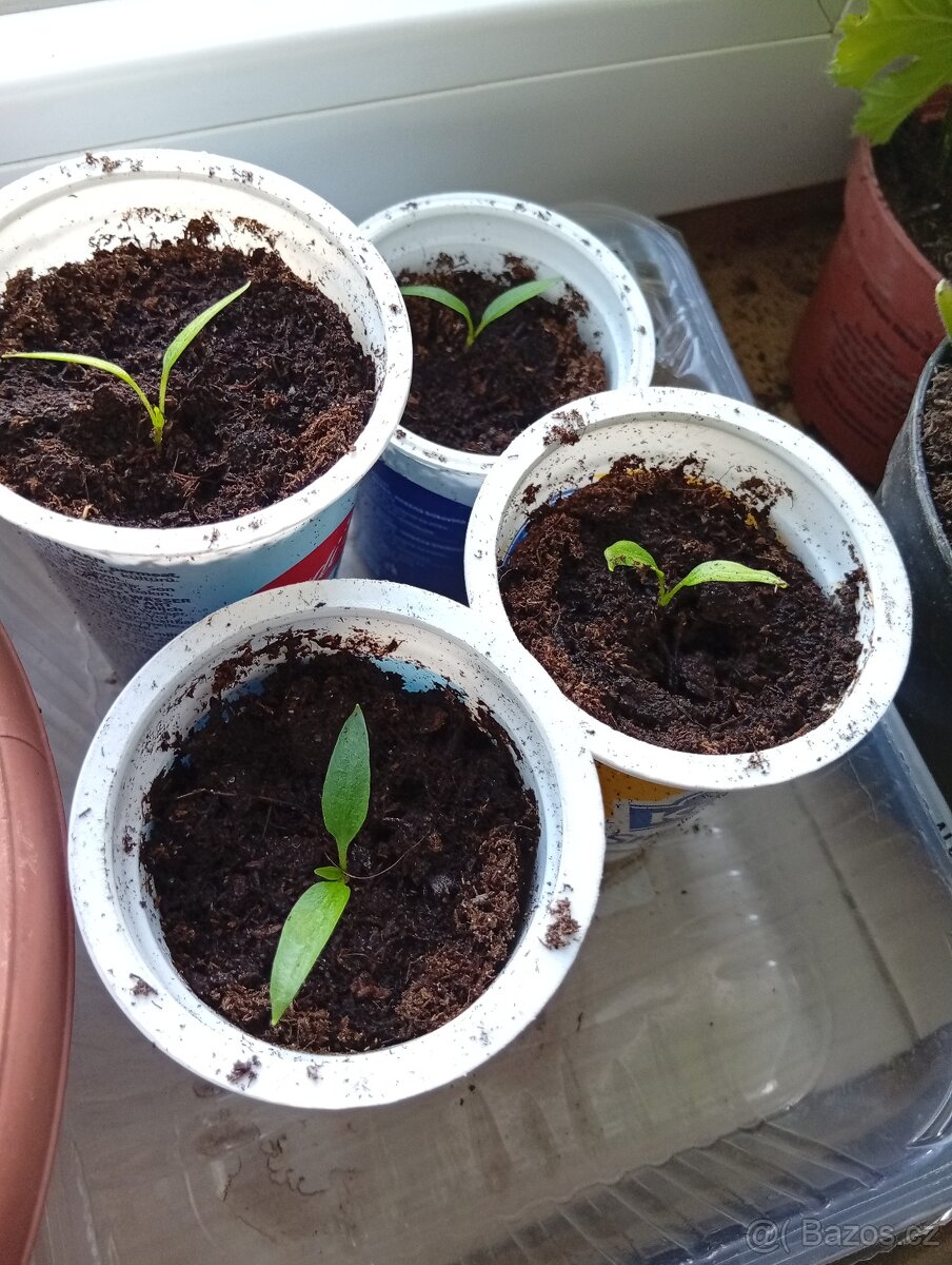 Papriky do skleníku,foliovniku