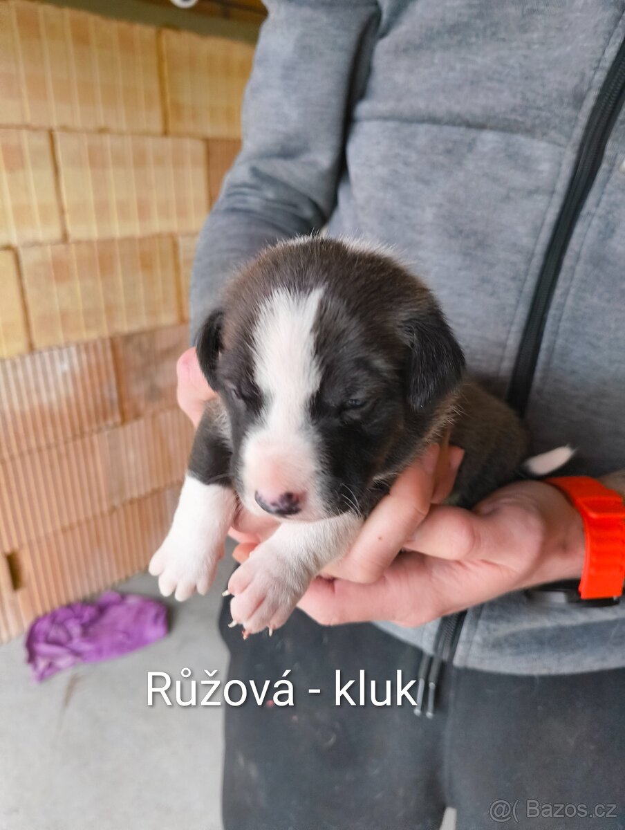 Štěňata - kříženec