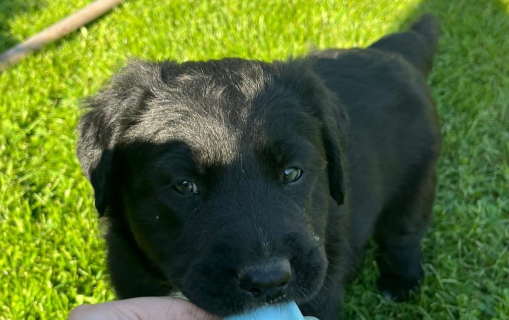 Prodám štěňata kříženec labradora a border kolie