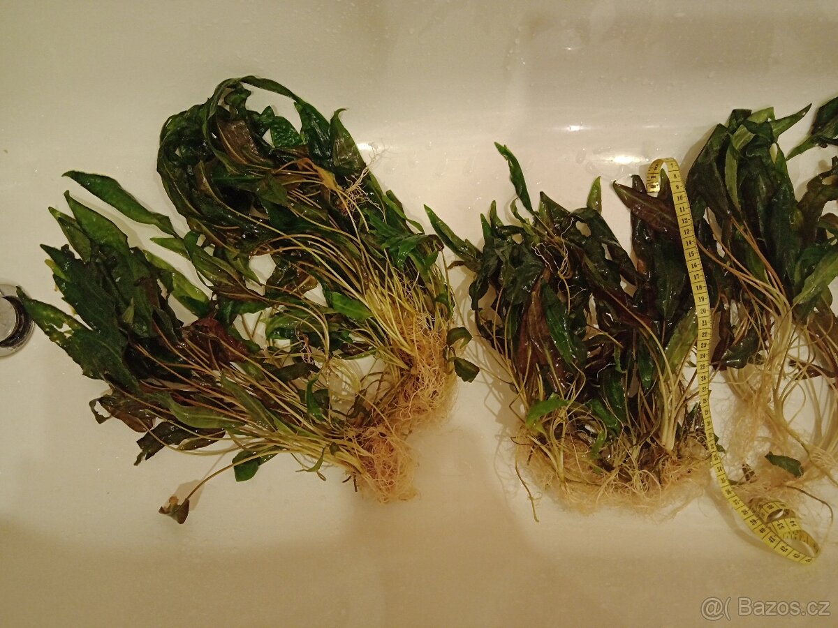 Akvarijní rostlina - Kryptokoryna červená