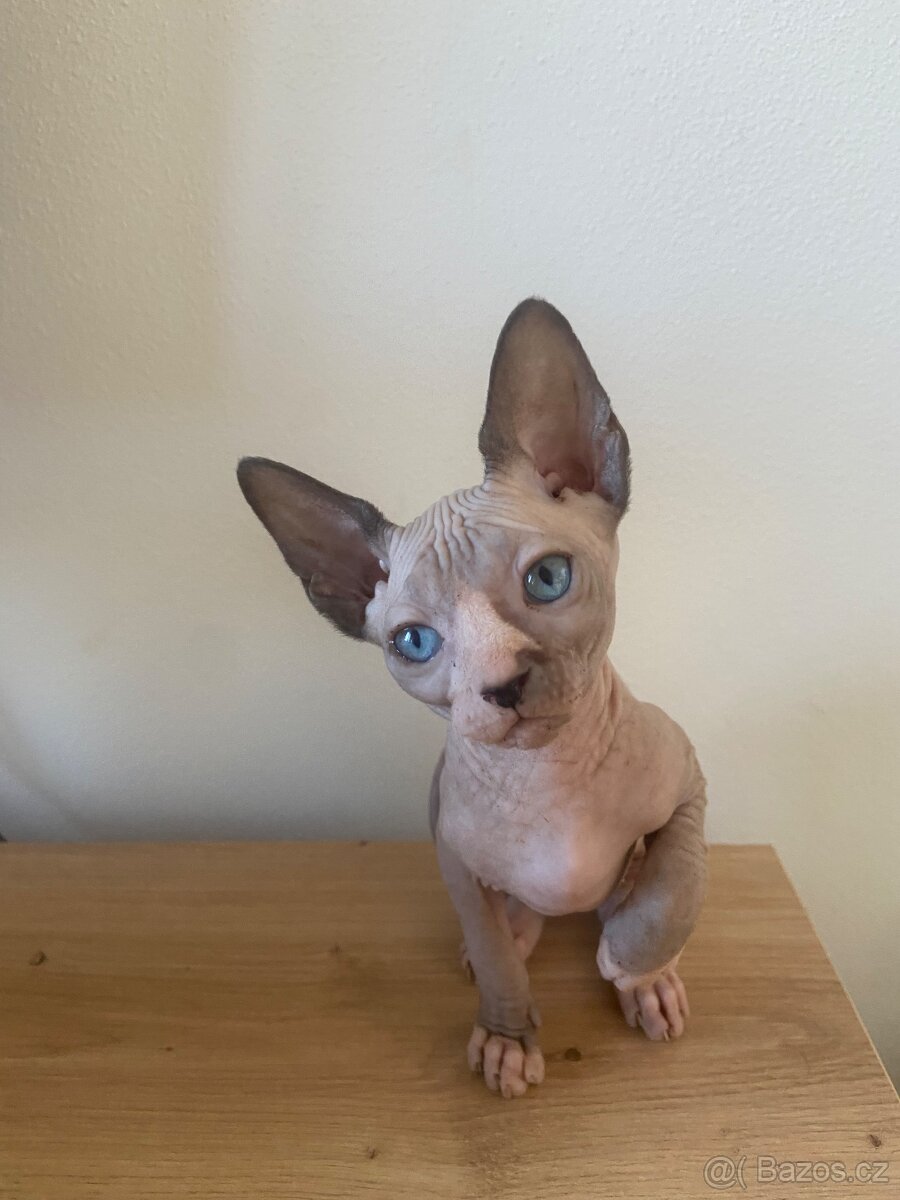 Sphynx