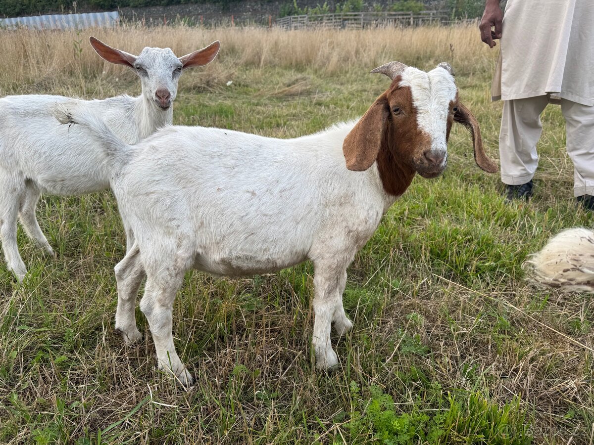 Na prodej – Zdraví kozlové (Boer kříženci) 🐐
