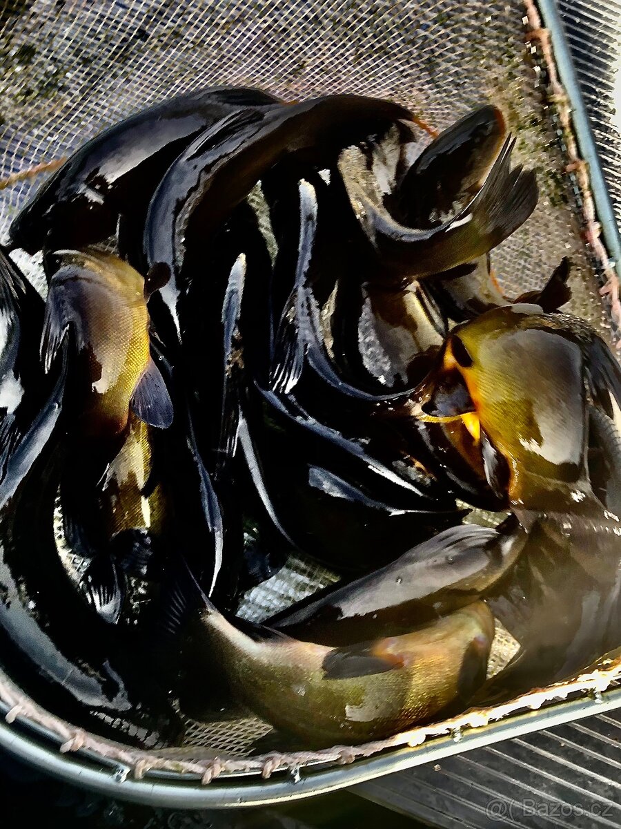 Nastražni rybky Lin,Perlín,Karas obecný