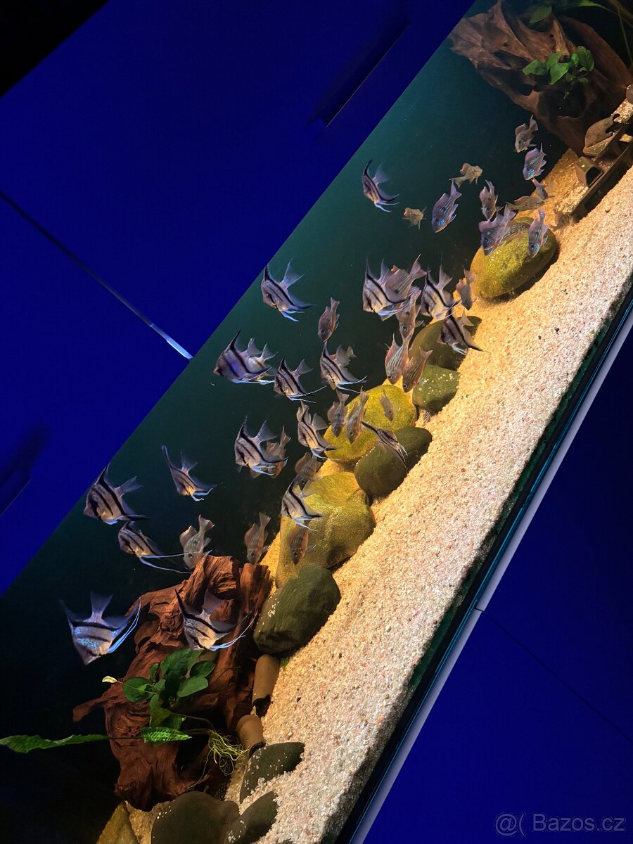 Velké akvarium