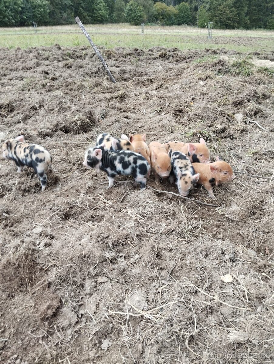 prase sele kune kune