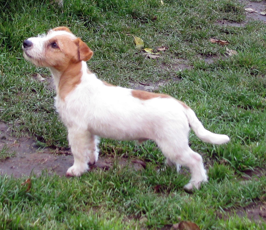 Výhodné: Jack Russell teriér – 5měsíční pejsek s PP k odběru