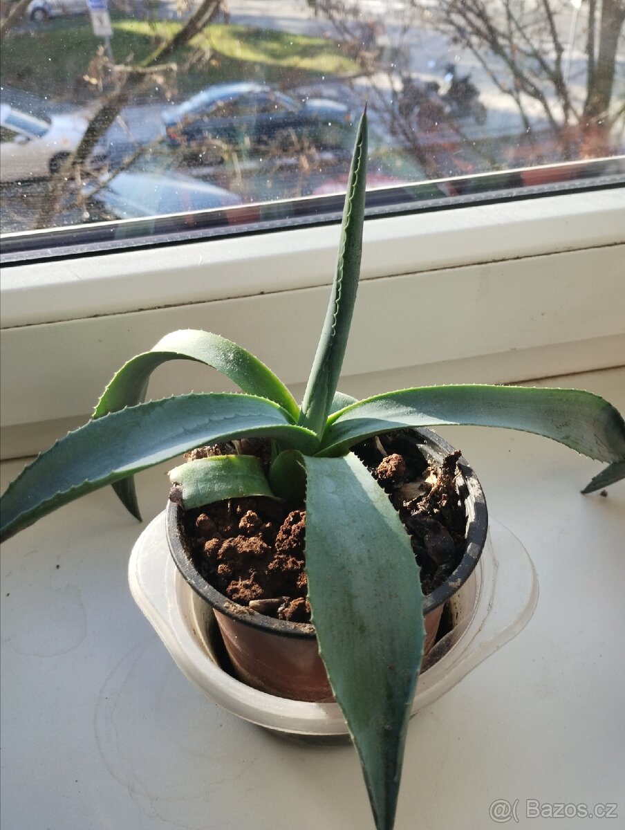 Aloe Vera mexico,možno na zahradu take