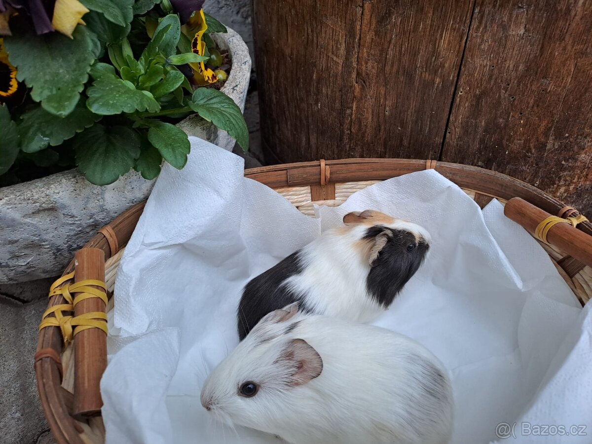 Daruji morcata - zamluvený