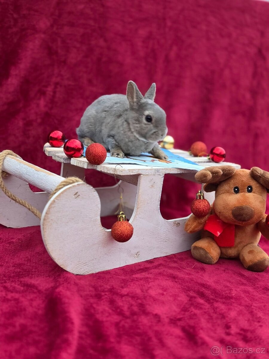 Mini rexíci k odběru před Vánoci