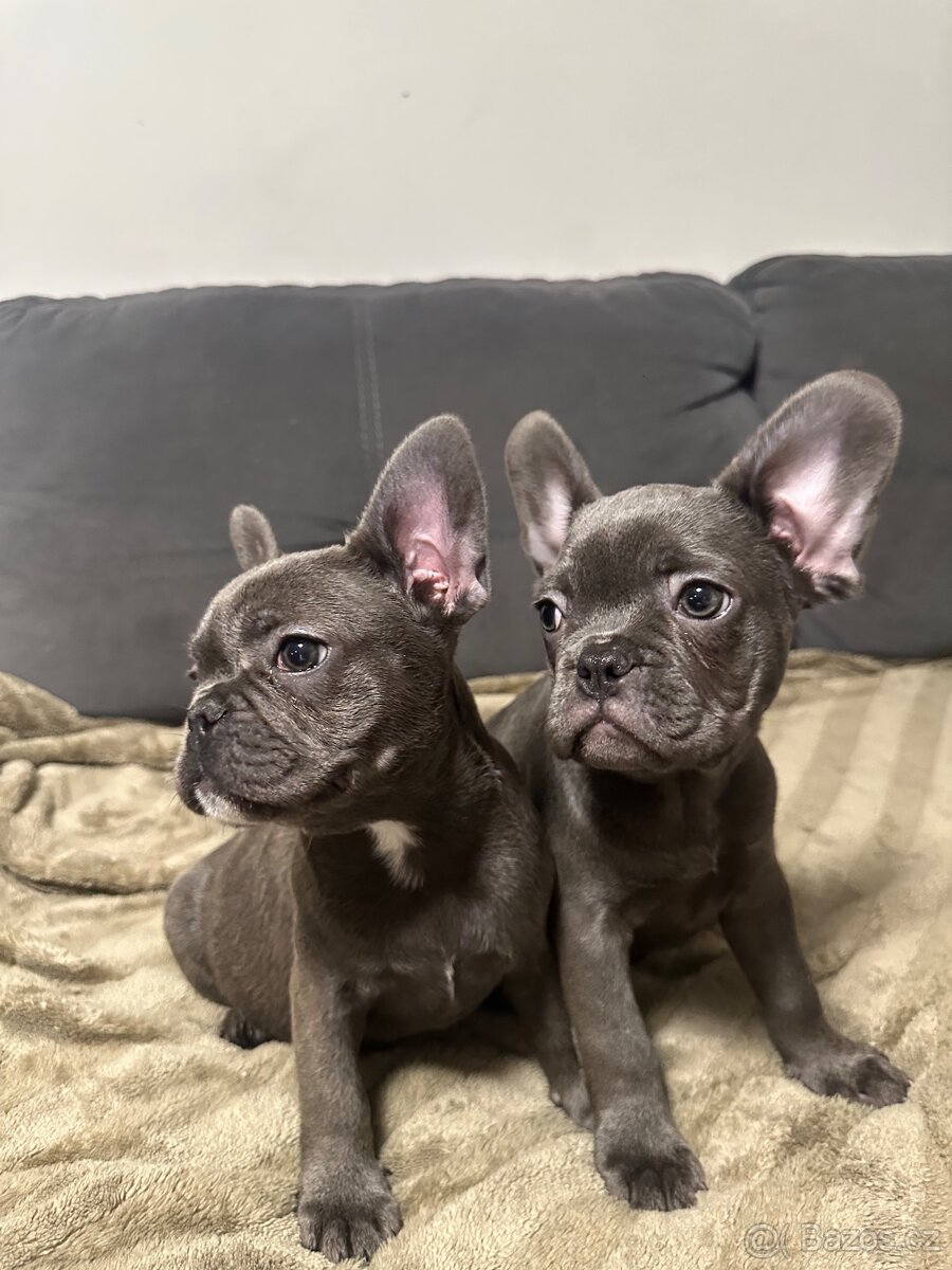 Francouzský buldoček