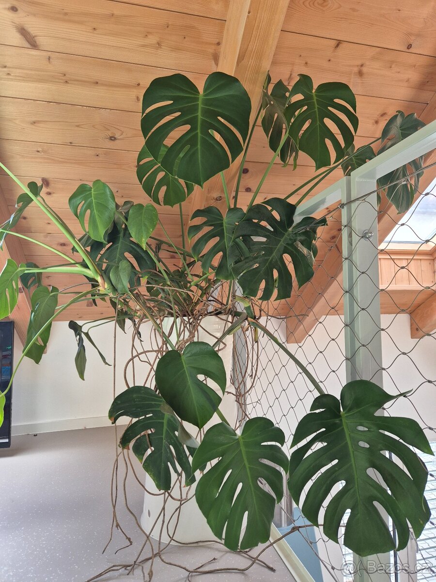 MONSTERA