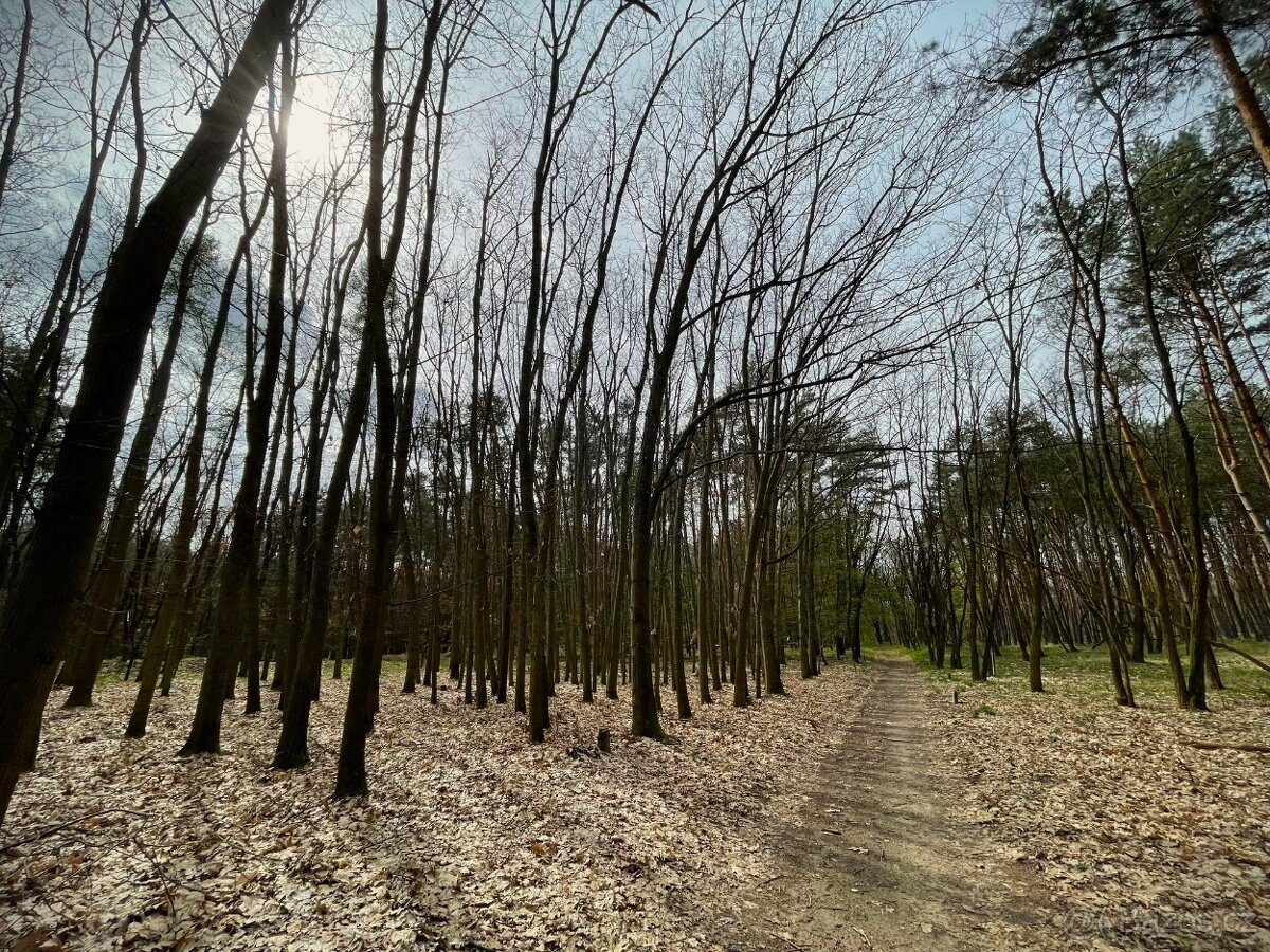 Lesní pozemek Svatobořice 4355 m2