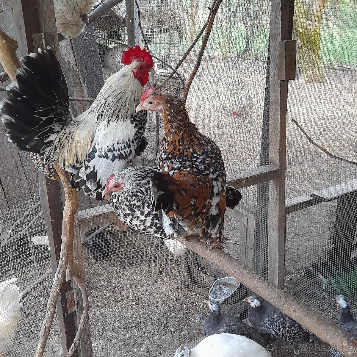 Násadová vajíčka zakrslých rousných slepiček