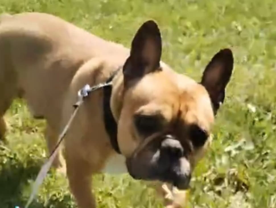 Daruji francouzského buldočka