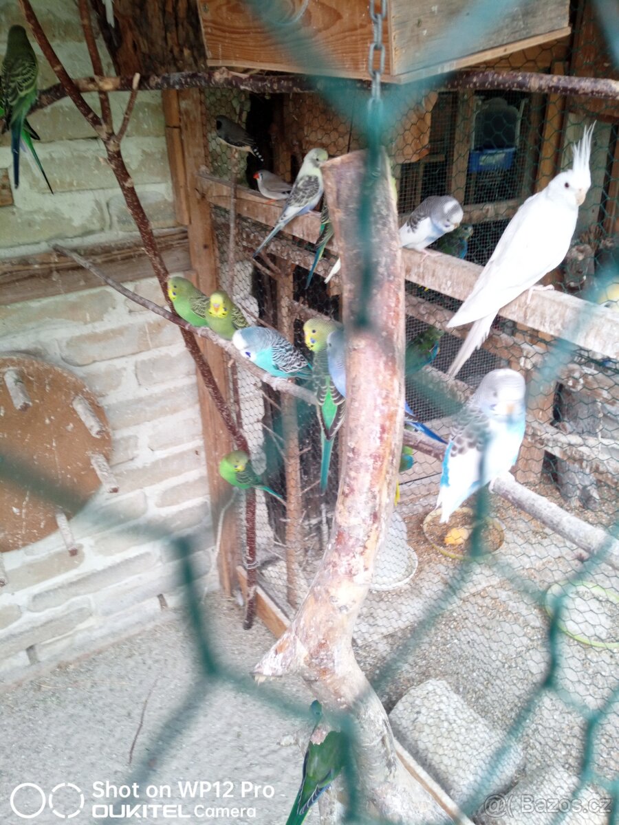 Andulky