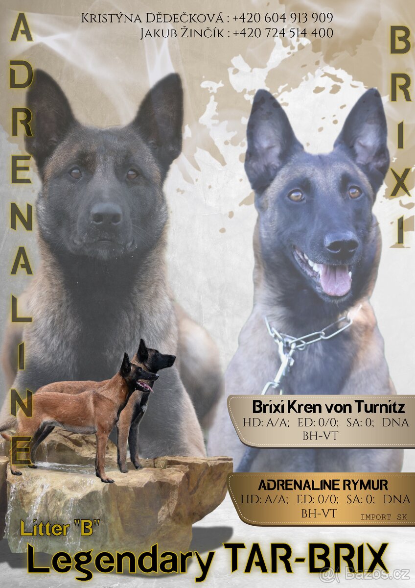 Belgický ovčák - malinois FCI