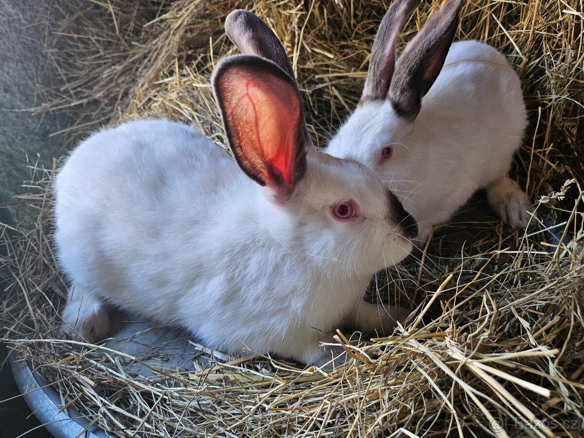 Králík