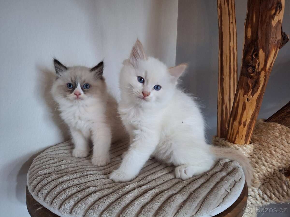 Ragdoll koťátka