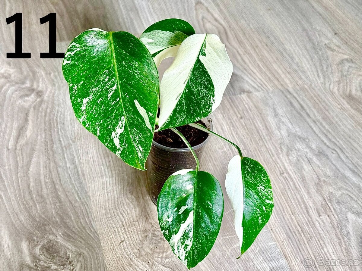 Monstera Deliciosa Albo Variegata