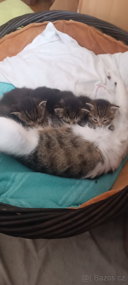Daruji koťátka