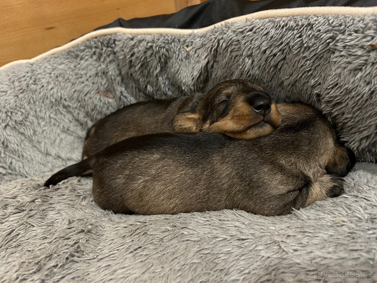 Jezevčík standard drsnosrstý s PP