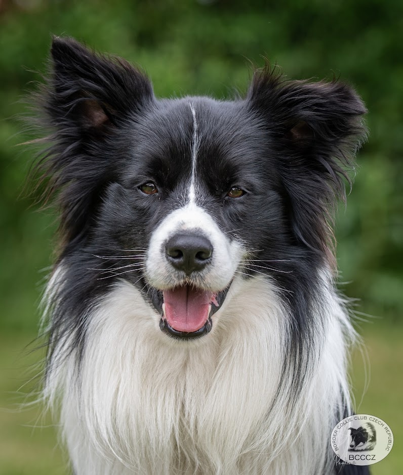 Nabízím krytí – Border kolie s PP