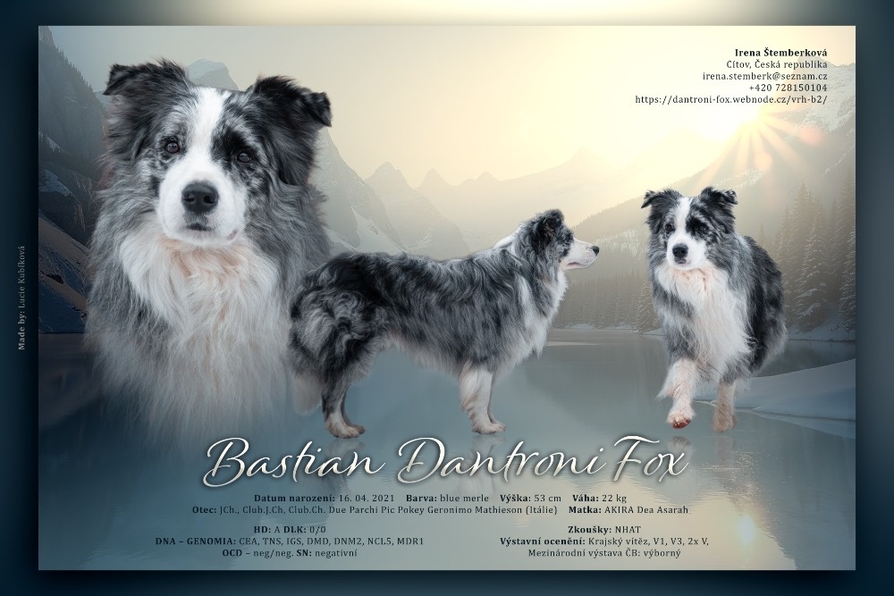 Krycí pes Border kolie s PP