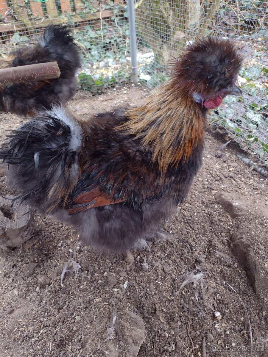 Hedvábnička zdrobnělá