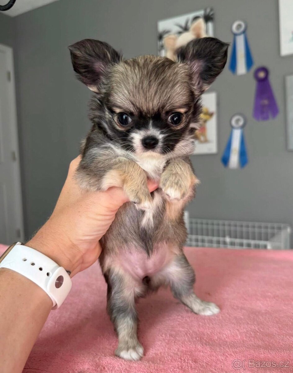 Štěňata dlouhosrsté čivavy k adopci.