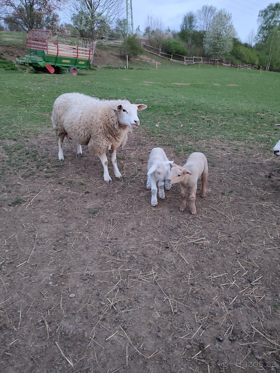 Suffolk x Texel