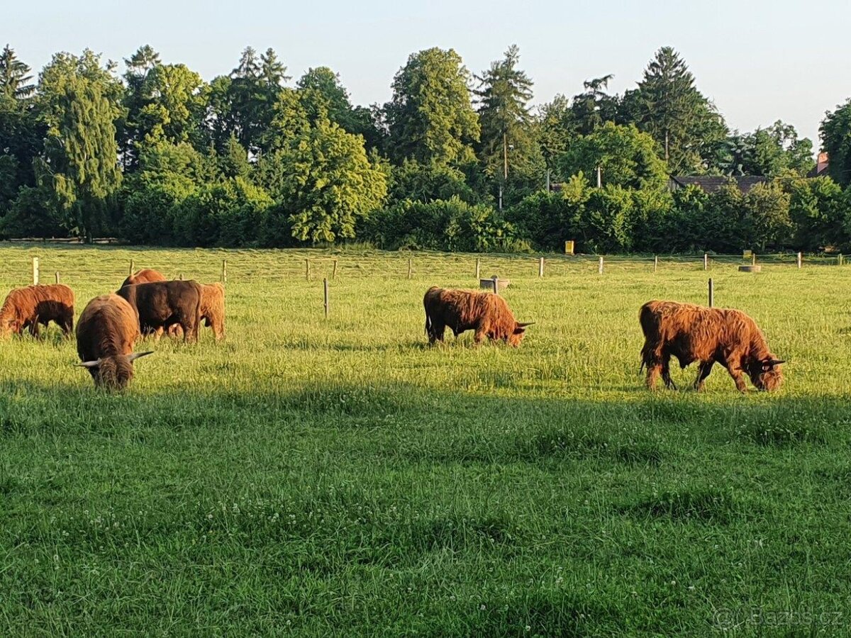 Prodám plemenné býky a jalovice Highland