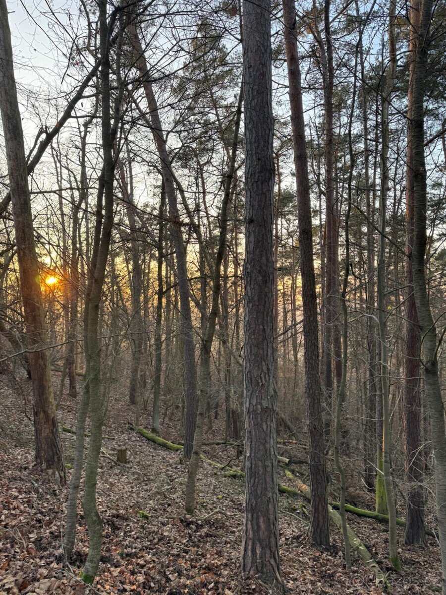 Prodám lesní pozemek v k.ú. Lštění p.č. 437/12
