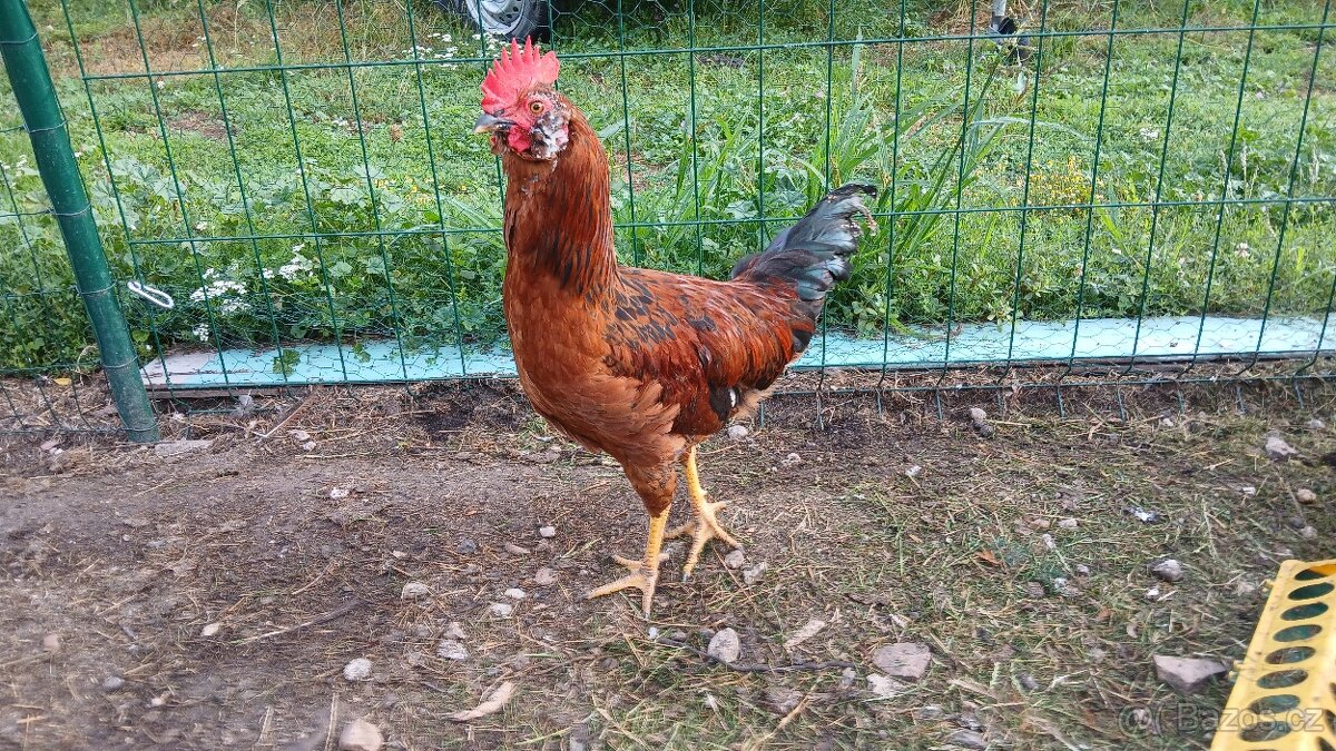 Nabidka