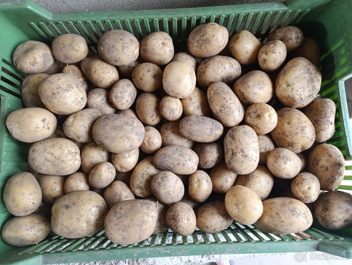 Brambory rané