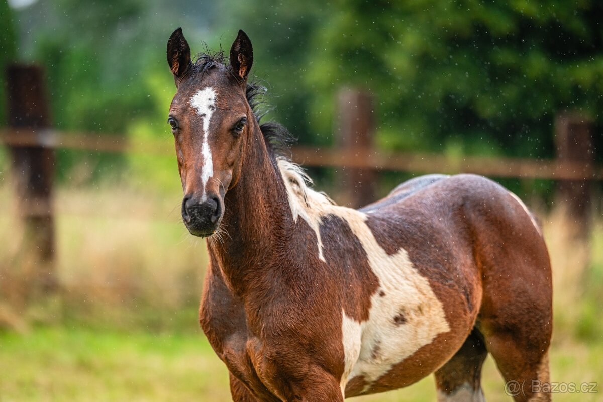 Aph kobylka Tobiano