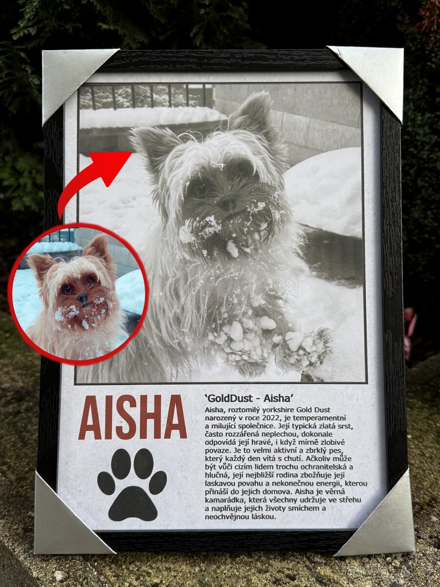 Obraz Vašeho domácího mazlíčka na přání - AKCE