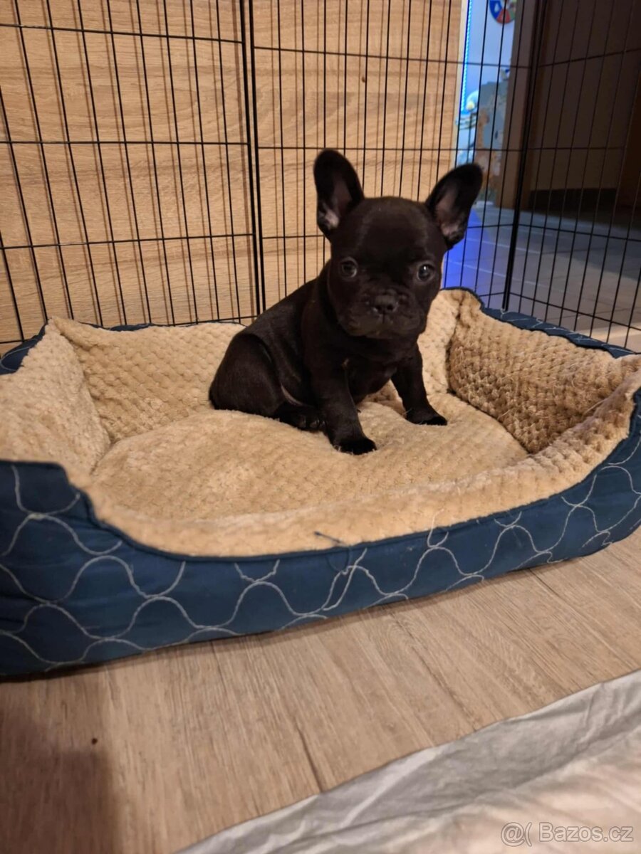 Francouzsky buldoček