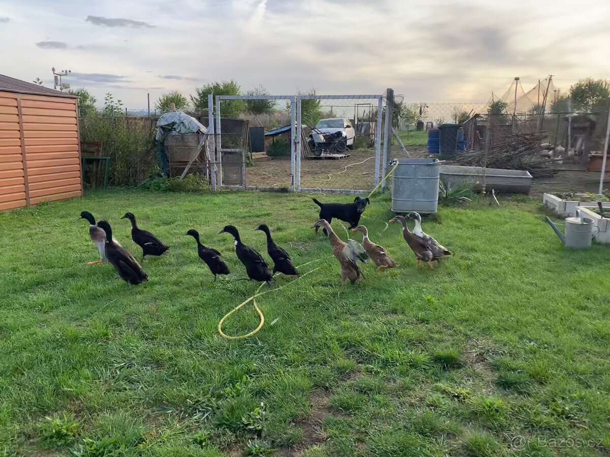 Prodám letošní kachňata Indického běžce