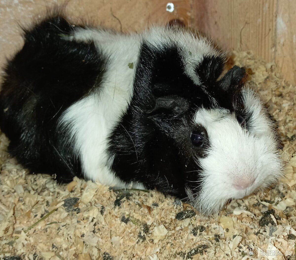 Morče holka rozetka