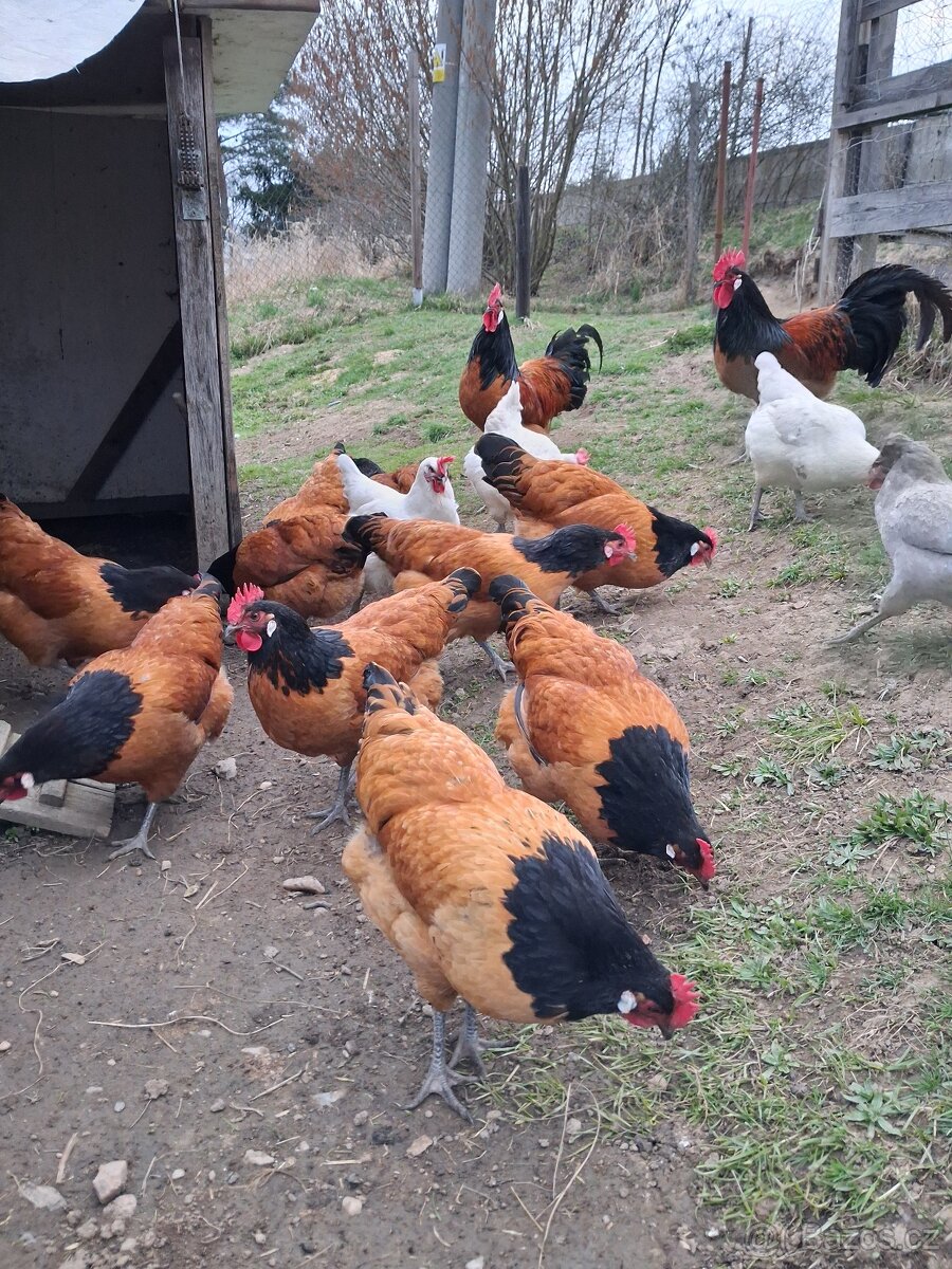 Násadová vajíčka Forverka