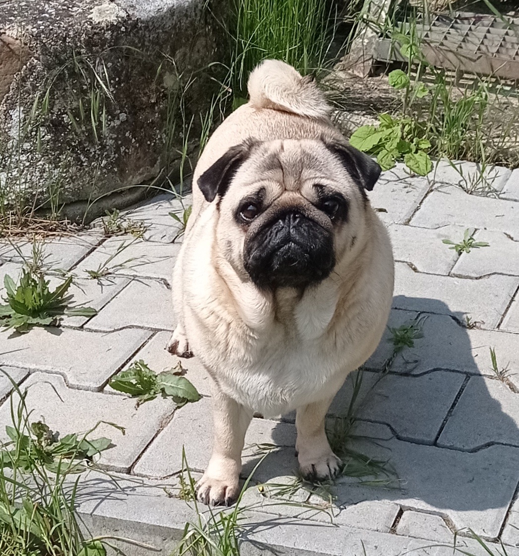 Mops zdarma