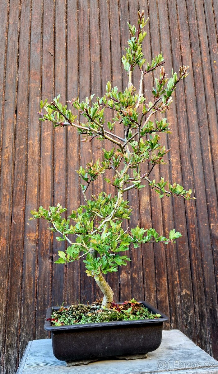 Bonsai, Bonsaj - Hloh 3